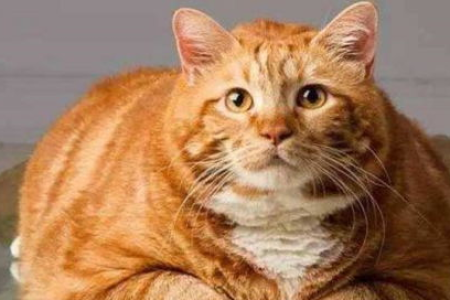 橘猫眼睛颜色有多稀有？罕见瞳色大揭秘！