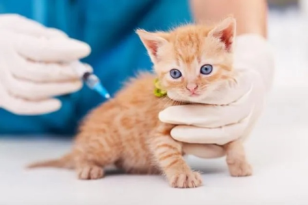 家养宠物猫必须注射疫苗吗？详解疫苗种类及预防疾病