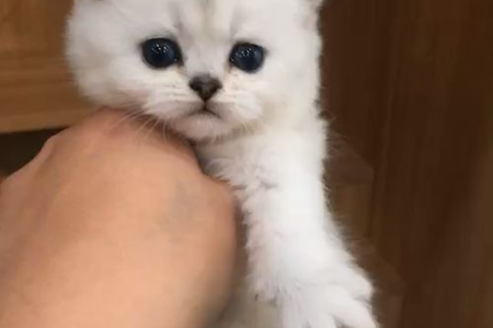 银渐层和农村猫杂交的猫，能要吗？新手必看养猫指南！