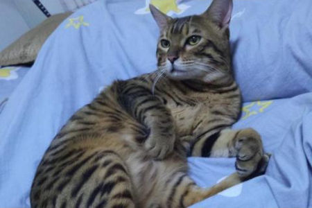 想买孟加拉豹猫？教你几招辨别真假