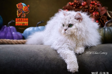 想养卷毛猫？赛尔凯克猫和德文猫哪个更适合你？