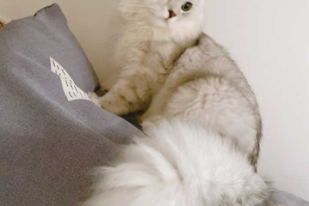 想知道银渐层和金吉拉生的小猫是什么品种吗？答案在这里