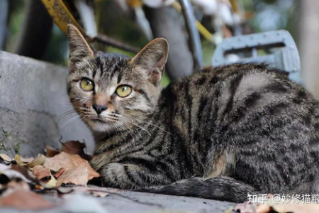 玳瑁猫就是土猫吗？从基因和外观分析玳瑁猫