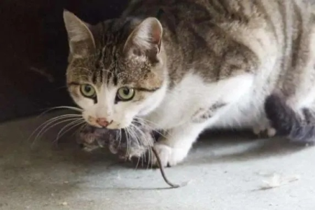 你的宠物猫会抓老鼠吗？揭秘猫咪的狩猎天性