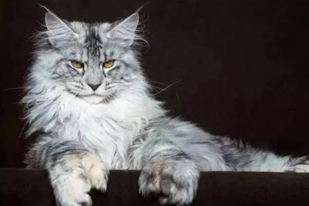 想养猫？缅甸猫和缅因猫哪个更适合你？深度对比