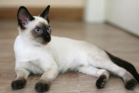 从蓝眼睛到成猫眼：狸花猫眼睛变色阶段及原因