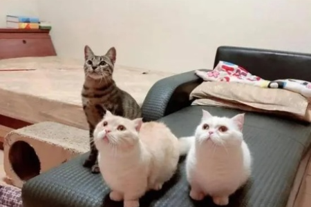 矮脚公猫与高脚母猫配种的可能性及建议