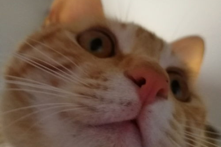 想给橘猫取个好名字？这些名字又好听又独特