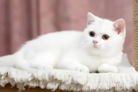 想知道纯白英短猫和田园猫怎么区分吗？简单方法告诉你！
