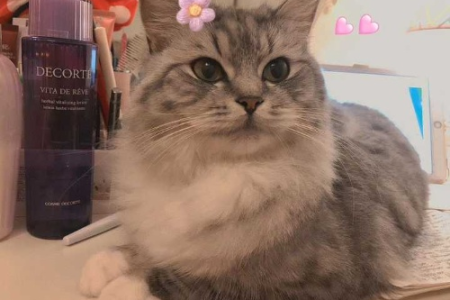 布偶与美短混血猫：是品种猫还是串串猫？