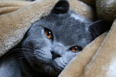 想养蓝猫？先看看每月花费清单，别盲目养宠