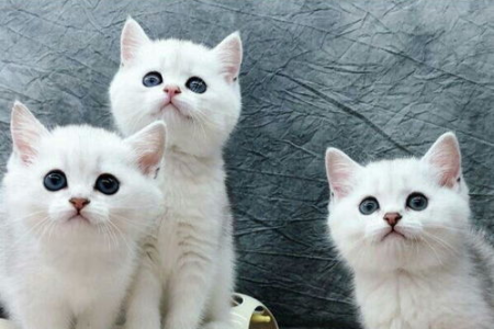缅因猫体重年龄对照表：不同月龄缅因猫标准体重是多少？