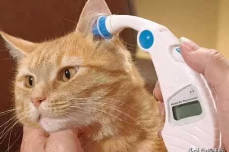 猫咪正常体温范围是多少度？新手铲屎官必看指南