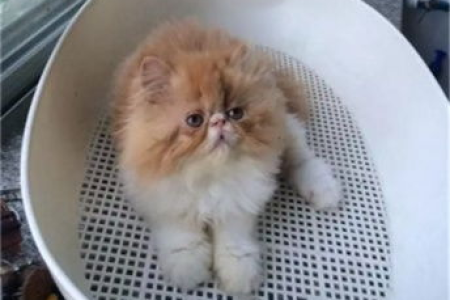 如何挑选纯种波斯猫幼猫？详解波斯猫幼猫鉴别方法