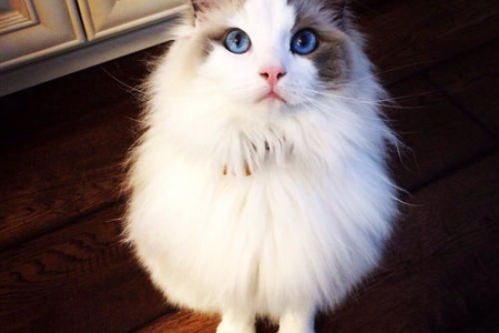 黑鼻子布偶猫值钱吗？品相如何影响价格？