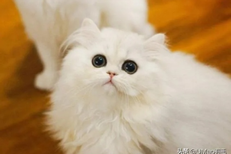 金吉拉猫崽的变色过程：时间、颜色及原因