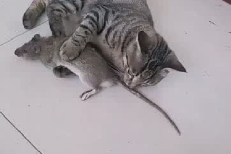 老鼠见猫为何不敢跑？揭秘老鼠的生存策略