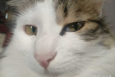 想知道狸花猫与白猫混血后的样子吗？来看一看