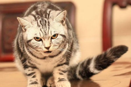 美短猫和狸花猫有什么不同？看完你就懂了