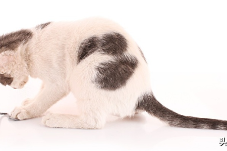你的宠物猫会抓老鼠吗？影响猫咪抓老鼠能力的因素有哪些？