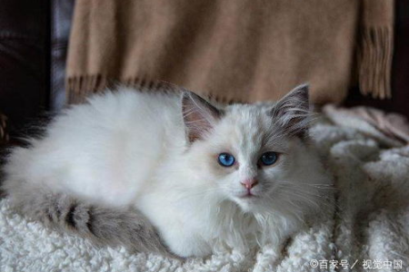 布偶猫和波斯猫傻傻分不清？教你快速辨别它们