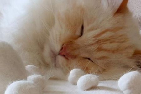 不掉毛的猫咪有哪些品种？养猫新手的福音来了