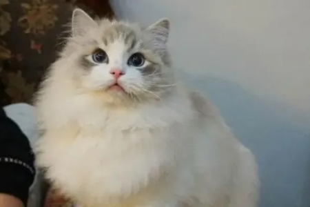 山猫布偶便宜？这些原因你必须知道！