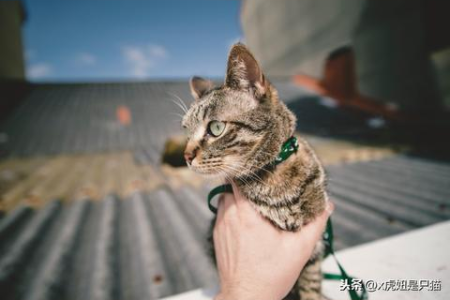 狸花猫多久停止生长？教你判断猫咪是否发育正常