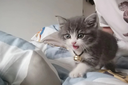 想知道英短美短串串猫叫什么？带你了解混血猫