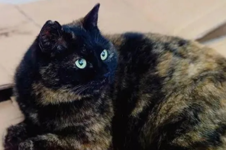 玳瑁猫稀有吗？揭秘玳瑁猫的稀有程度和原因