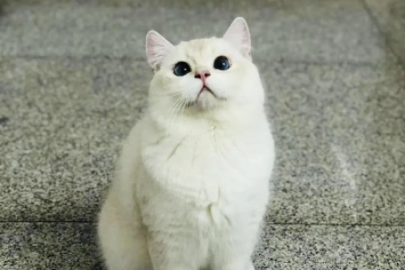 金点和银点猫交配，后代猫咪纯种吗？