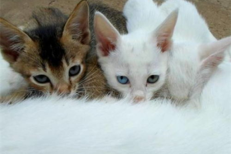同窝猫交配可以吗？会生下健康的小猫吗？