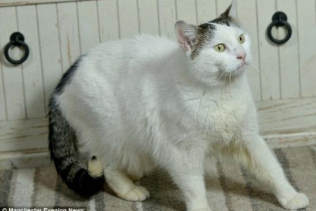 4年才知道猫的性别？雌雄同体猫的特征详解