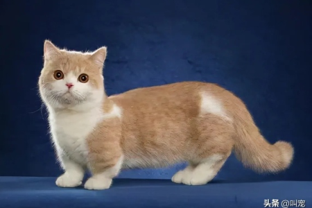 怎么分辨矮脚小猫崽？一看腿长二看体型