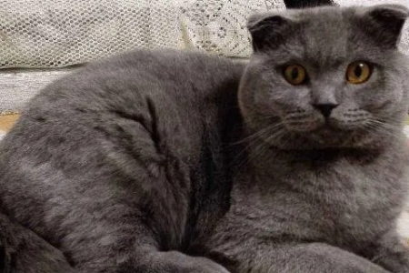英短折耳猫的寿命有多长？10年以上是真是假？
