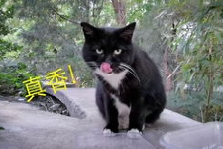 想知道小区流浪猫白天藏在哪里？这篇告诉你答案！