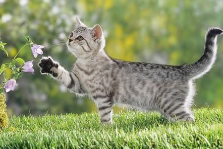 活泼好动的小猫咪：精选50个公猫名字