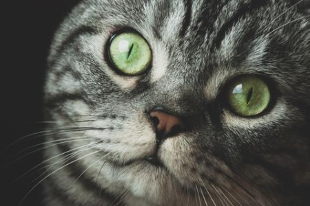 英短金虎斑猫是什么品种？带你认识这种漂亮猫咪