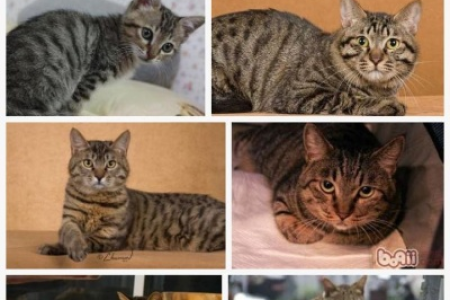 英短和狸花猫杂交后代价格是多少？多少钱一只？