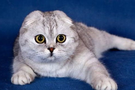 纠结选哪个？半折耳猫与折耳猫的优缺点深度对比