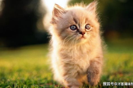中国古代猫的别称：最常用的两字名