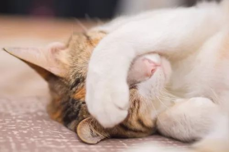 想了解海豹猫？带你认识这个美丽的猫咪品种
