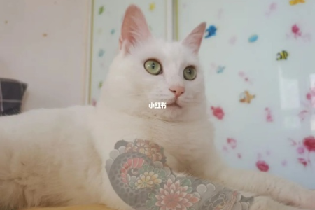 花臂猫是什么品种？网红猫花臂大佬的真实身份！