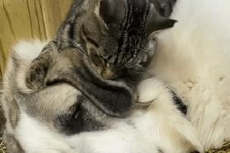 中国狸花猫征服外国网友？看看他们的真实评价！