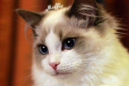 海豹猫是布偶猫吗？海豹猫和布偶猫有什么区别？