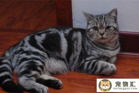棕虎斑猫便宜吗？饲养难度和市场行情的影响