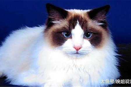 那些像牛奶一样漂亮的猫咪是什么品种？原来是它！