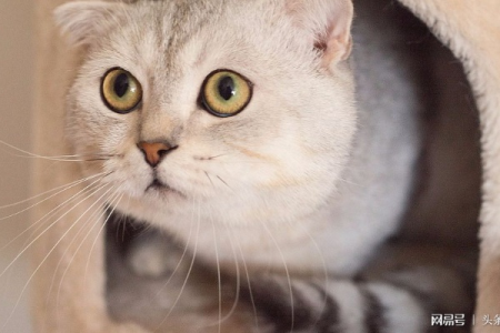 猫咪费洛蒙是什么？帮你解决猫咪焦虑问题