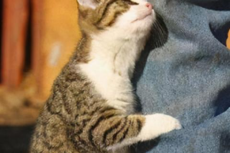 猫咪社交行为知多少？从打架到互蹭，猫咪的社交世界