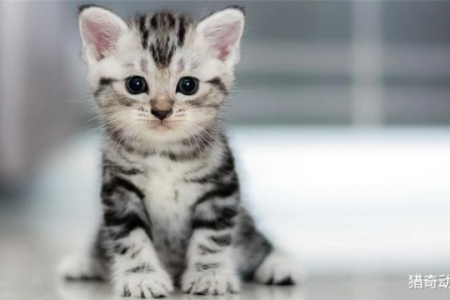 长不大的猫咪品种有哪些？盘点那些永远是“小可爱”的猫咪